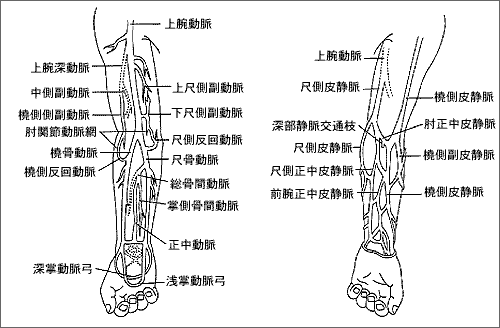 図1　上肢の動脈と静脈の走行