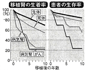 移植腎の生着率/患者の生存率　グラフ